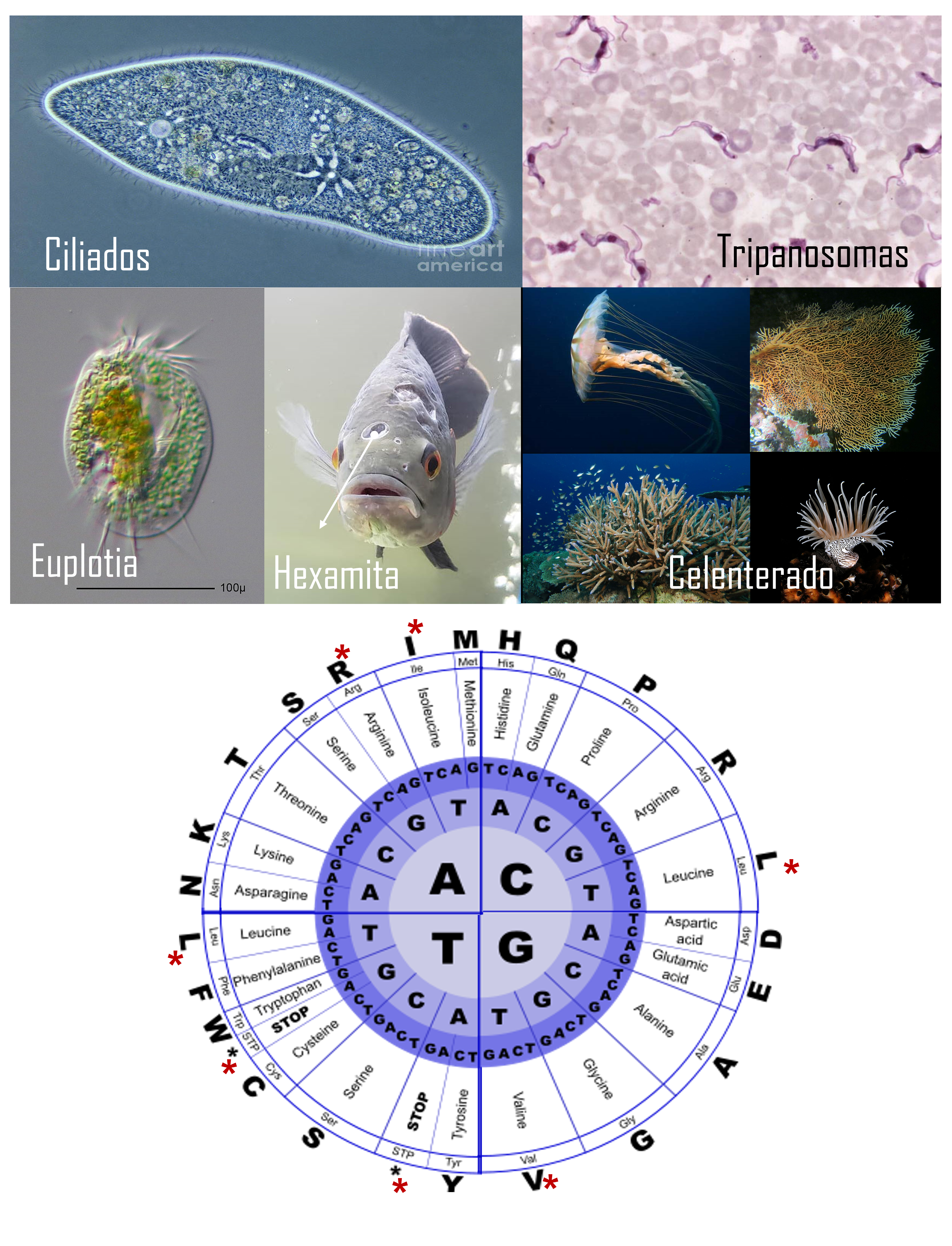 El código genético tiene 25 variaciones, en la figura se ilustran diferentes organismos eucariontes en los que se han detectado dichas variaciones. Los euplotia y ciliados para la traducción de ARNs mensajeros provenientes del núcleo emplean por ejemplo el código X o VI, este último es el mismo código de los Hexamitas, famosos parástiso de peces de acuarios. Los protozoarios Tripanosomas y los invertebrados marinos, los celenterados emplean en los kinetoplastidos (mitocondrias modificadas) y las mitocondrias, respectivamente el código IV.