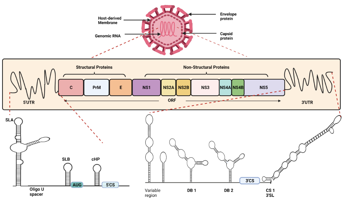 Conformación genómica y organización como partícula viral o virión. El virus del dengue (DENV) es un virus de ARN monocatenario de sentido positivo de la familia Flaviviridae. El genoma, con tan solo 10.7Kb,  posee dos regiones UTR en el extremo 5’ y 3’ respectivamente, tomado de @nanaware2021dengue