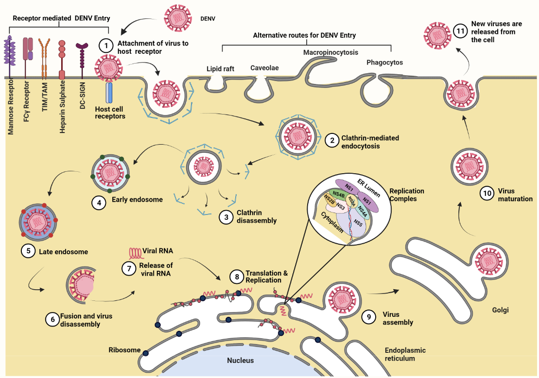  La partícula viral puede entrar a la célula humana huésped vía endocitosis, ya sea empleando receptores de la célula huésped o por endocitosis directa, mediada por anticuerpos, o mediada por recubrimiento con clatrina. Una vez dentro de la célula las partículas virales se translocan dentro de un endosoma al retículo endoplasmático donde se libera el RNA viral, el cual utiliza la maquinaria de replicación ribosómica para crear nuevas partículas virales inmaduras que son ensambladas en el complejo de Golgi, activadas mediante una maduración interpuesta por furina y finalmente liberadas vía exocitocis en la red trans de Golgi. Los cambios de pH dentro del endosoma y el exosoma son fundamentales para la replicación y la maduración del virus, tomado de @nanaware2021dengue.