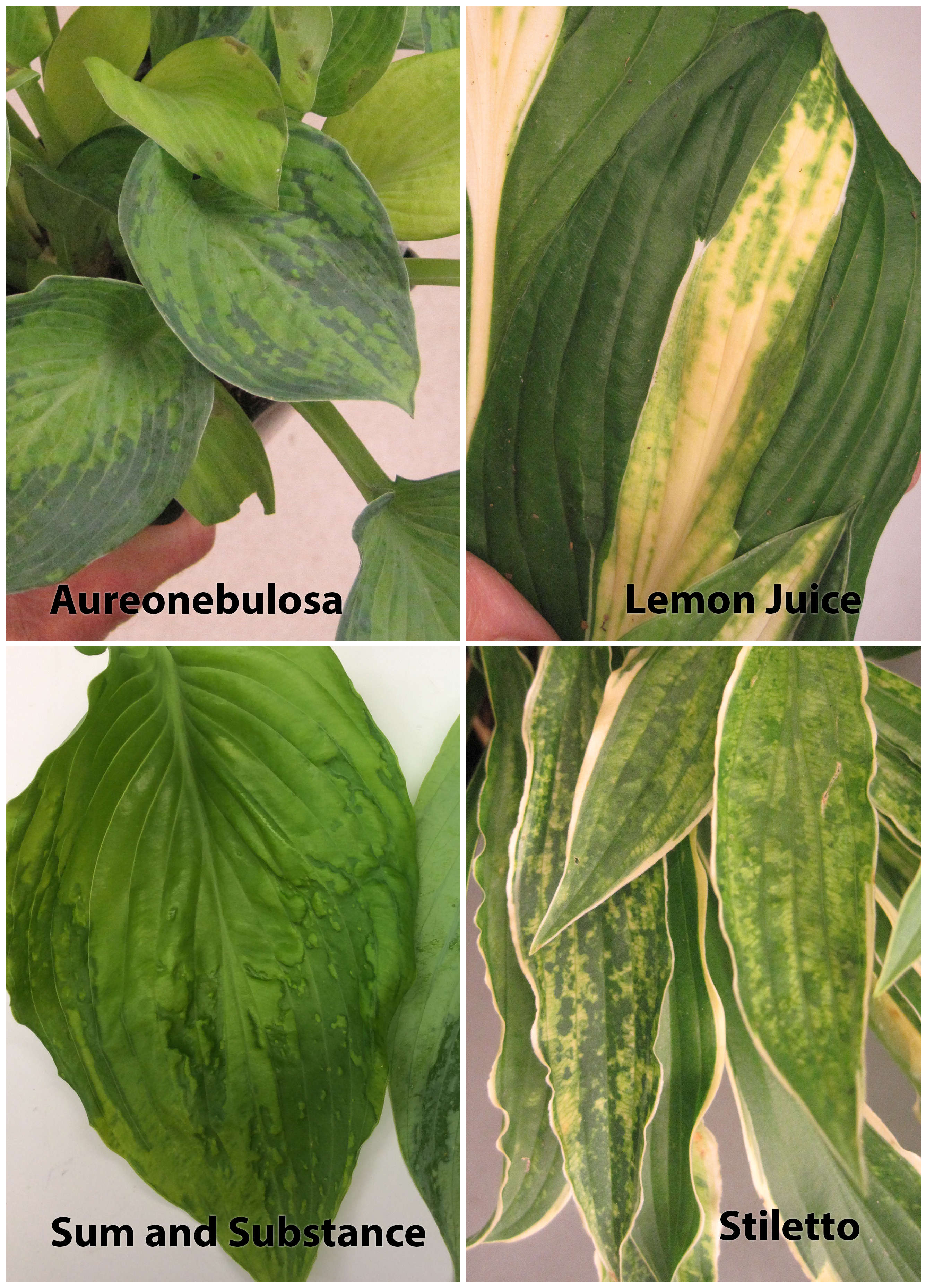 Síntomas de la infección del virus Hosta X en cuatro variedades de lirios de plátano