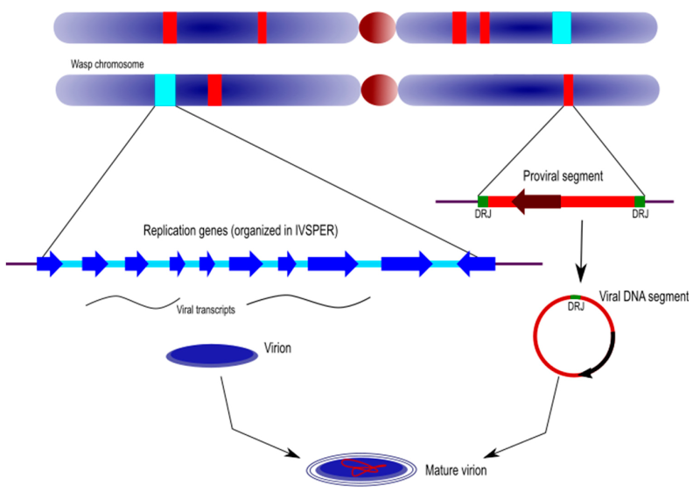 Arquitectura genómica de Ichnovirus. En los cromosomas de la avispa se ubican dispersos los loci de Ichnovirus, que consisten por un lado en los segmentos provirales (derecha) rodeados de secuencias repetidas directamente (DRJ) que permiten la recombinación homóloga y la  circularización de la molécula, y por otro lado los genes de replicación (izquierda) IVSPERs, para IchnoVirus Structural Proteins Encoding Regions. Éstos últimos se transcriben solo en el calyx del tejido reproductivo de la avispa. Imagen de @volkoff2020unconventional