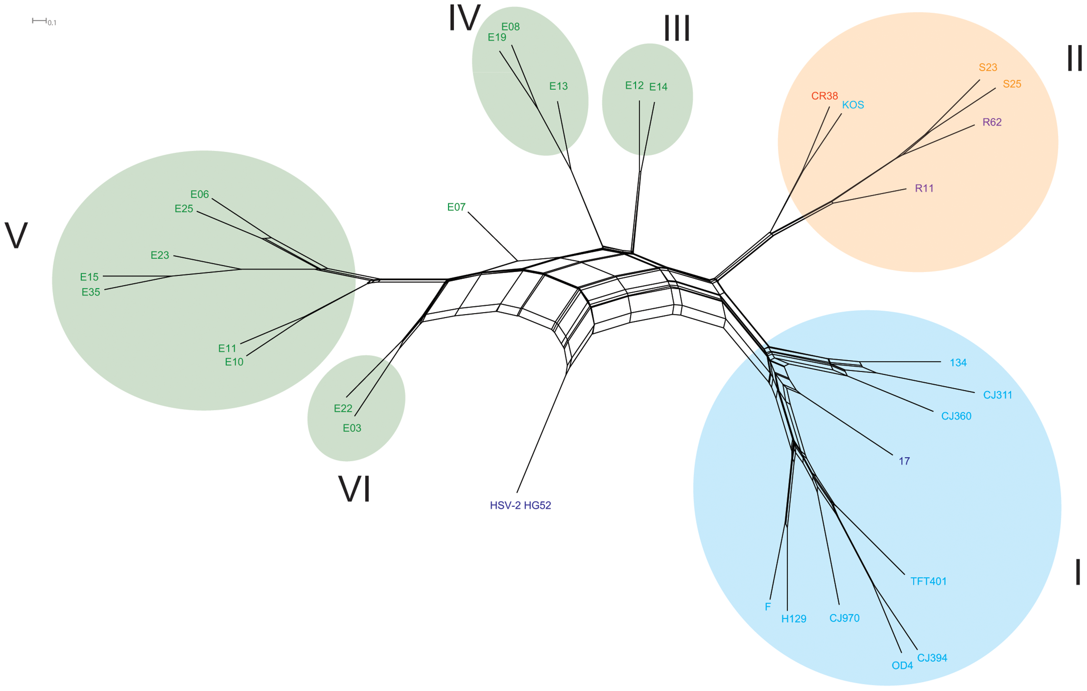 Árbol de secuencias consenso construido de una partición de 5kb del genoma del virus examinado mediante un análisis boostrap de  máxima similitud con 500 repeticiones. Un consenso del 70% se usó como valor umbral para realizar las agrupaciones. El clado I corresponde a poblaciones norteamericanas y europeas , el clado II americanas y del asía oriental y los clados IIIV  V y VI son de áfrica del éste. HSPV-2  se utilizó como grupo comparativo de afuera, tomado de @kolb2013using