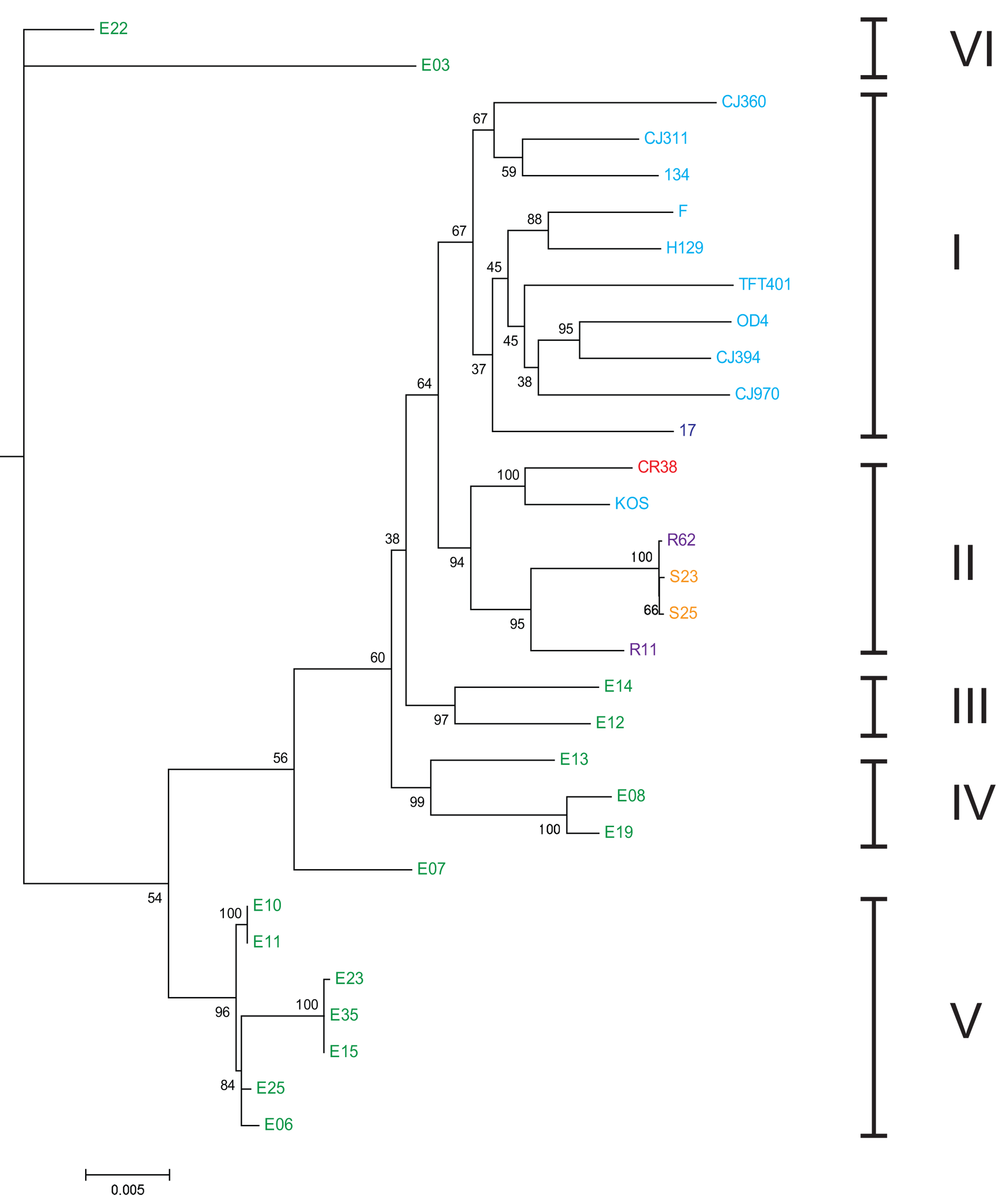 Árbol filogenético ML enraizado (HSV-2 se uso como grupo externo) de las distintas variedades de VHS-1 y su correlación con los 6 grupos de poblaciones humanas establecidas en en estudio (números latinos a la derecha). Nótese como cada clado corresponde a una población en particular, evidenciando una co-evolución del virus con cada población humana. De allí que el análisis de diversidad genética de HSV-2 resulta en  una herramienta de análisis de migración y biogeografía humana. Los aislados virales de poblaciones actuales están coloreados según el país de origen: EE.UU.: azul claro, Reino Unido: azul oscuro, China: rojo, Corea del Sur: púrpura, Japón: amarillo y Kenia: verde, tomado de @kolb2013using