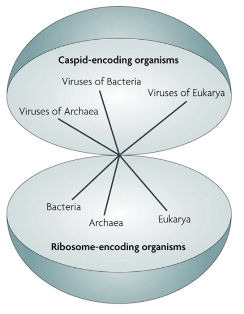 Representación de los dos imperios de la vida, organismso codificantes de ribosomas frente a los organismos codificantes de cápsides. Así como los tres dominios de la vida han evolucionado a partir un ancestro común universal. Los tres dominios tienen ribosomas, pero carecen de cápside. No obstante, varos grupos de virus infectivos de cada dominio codifican cápsides, pero no ribosomas. Tomado y modificado de @raoult2008redefining