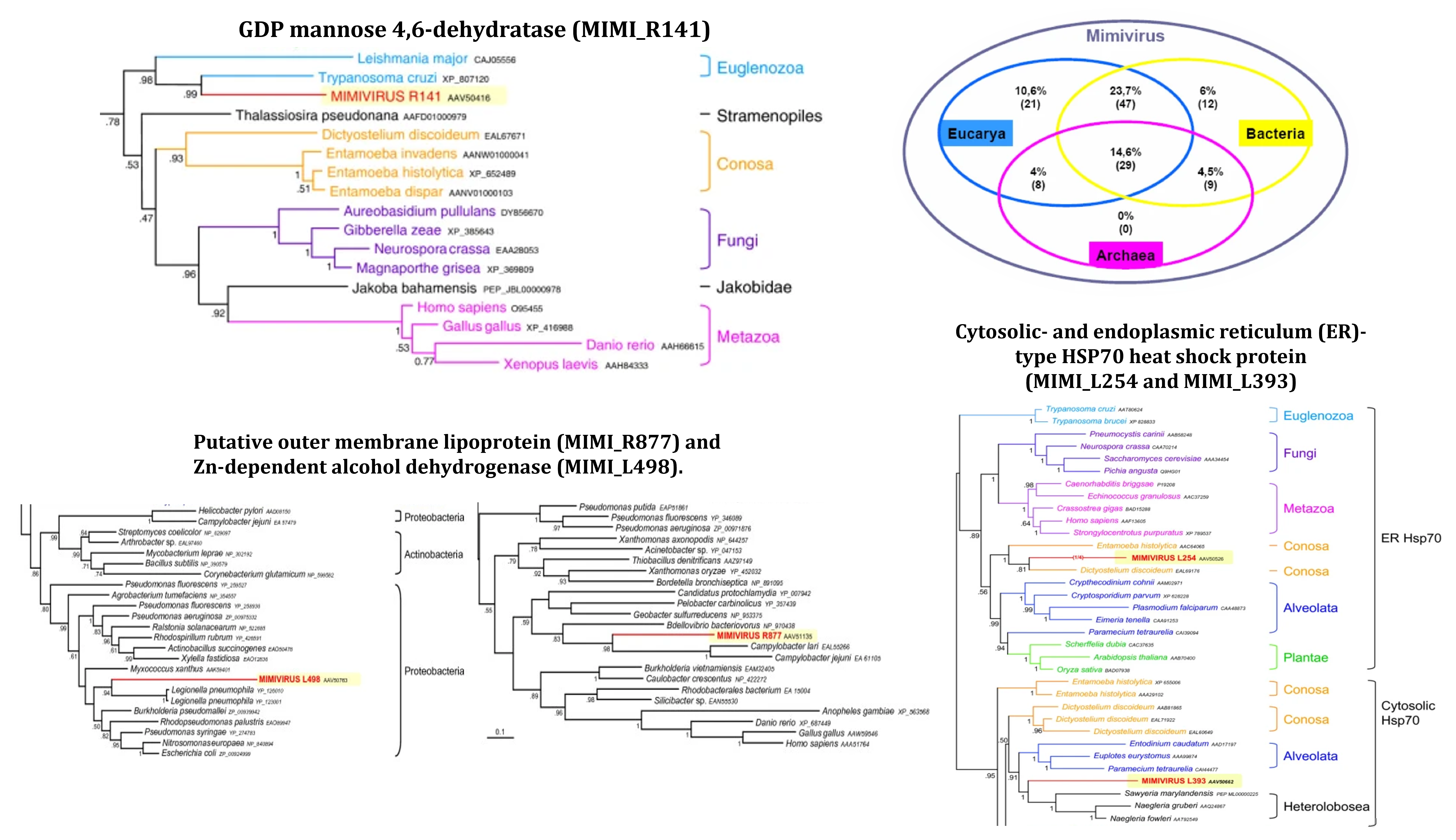 Empleando 5 genes de Mimivirus (resaltados en amarillos), rastreando la evolución génica de cada gen, los genes más cercanos presentan historias tan dispares como MIMI_R141, de origen euglenozoo; el gen MIMI_R877 y MIMI_L498 derivado de los protozooarios Conosa; finalmente los genes MIMI_L254 y MIMI_L393 con origen bacteriano. Como ejemplos, la gran parte de los genes de Mimivirus se distribuyen entre los eucariotas y bacterias, o al lianaje previo a la diversificación entre estos, es decir comunes a LUCA. Sin embargo, este método está restringido a genes con homología. Tomado y modificado de @moreira2008giant