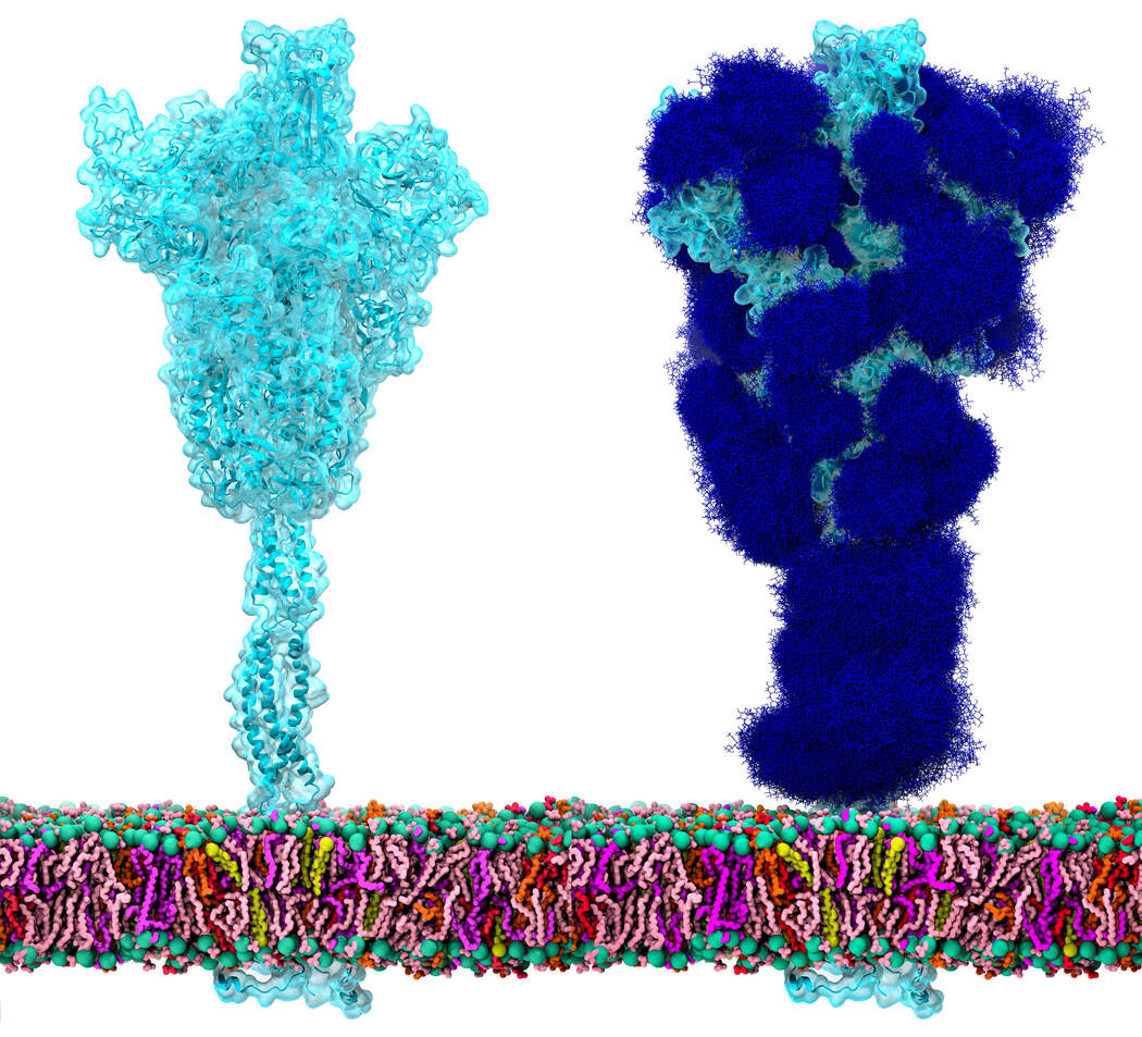Modelo computacional de las proteína Spike del virus SARS-CoV-2, sin y con glicosilaciones en los aminoácidos disponibles. La presencia de amplias areas cubiertas de glúcidos evidencia un efecto inmunoprotectivo de los antígenos disponibles. Imagen tomada de @casalino2020beyond