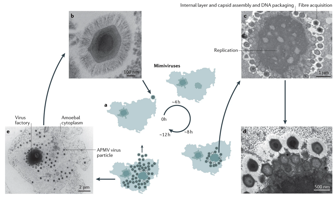 Esquema del ciclo de replicación del mimivirus *Acanthamoeba polyphaga (APMV)*. Las partículas del virus pueden verse en la superficie de una ameba *Acanthamoeba sp.* en la primera fase del ciclo. Tras la entrada del virus a través de la fagocitosis, comienza la fase de eclipse y la liberación del genoma del APMV en el citoplasma de la ameba, sembrando las fábricas virales, que aparece en un lugar diferente al del núcleo celular. A partir de ~8 h post-infección, el ensamblaje de las partículas de virus puede verse en la periferia de la fábrica de virus. La lisis amebiana se produce ~12 h después de la infección. Tomado y modificado de @colson2017mimivirus.