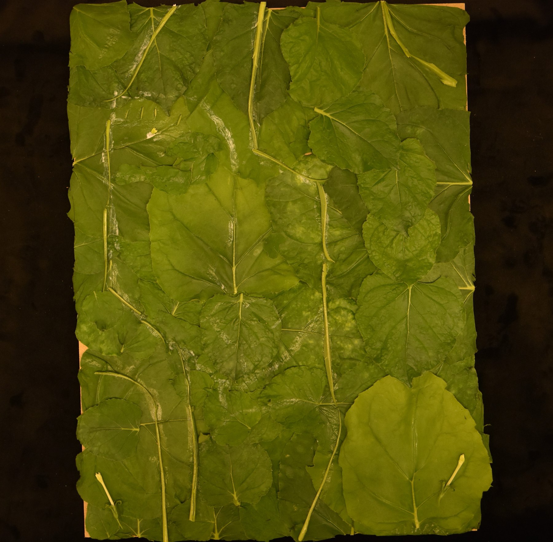 Collage of green Nicotiana benthamiana leaves under visible light