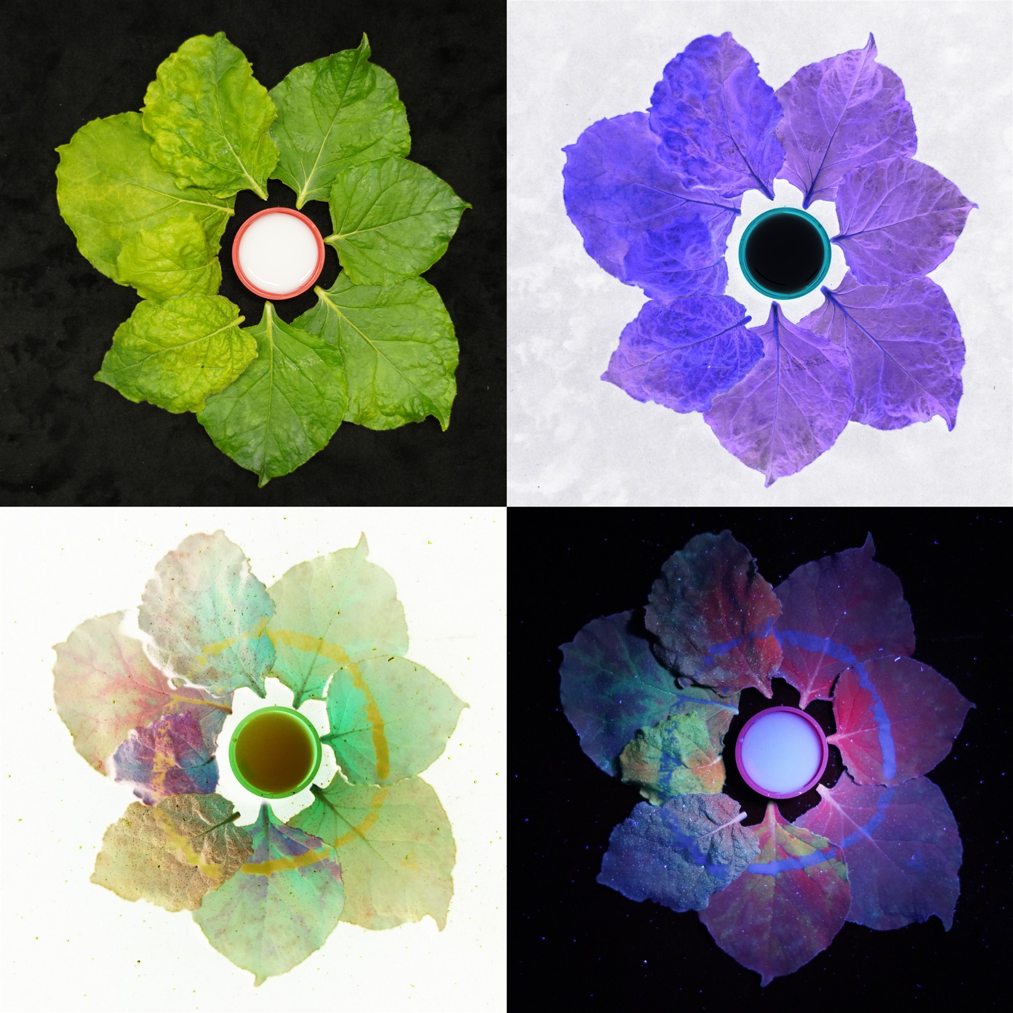 Four-part photographic composition of leaves arranged in flower shapes under visible and ultraviolet light