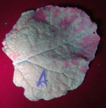 Animated transition of an infected leaf between visible and ultraviolet illumination