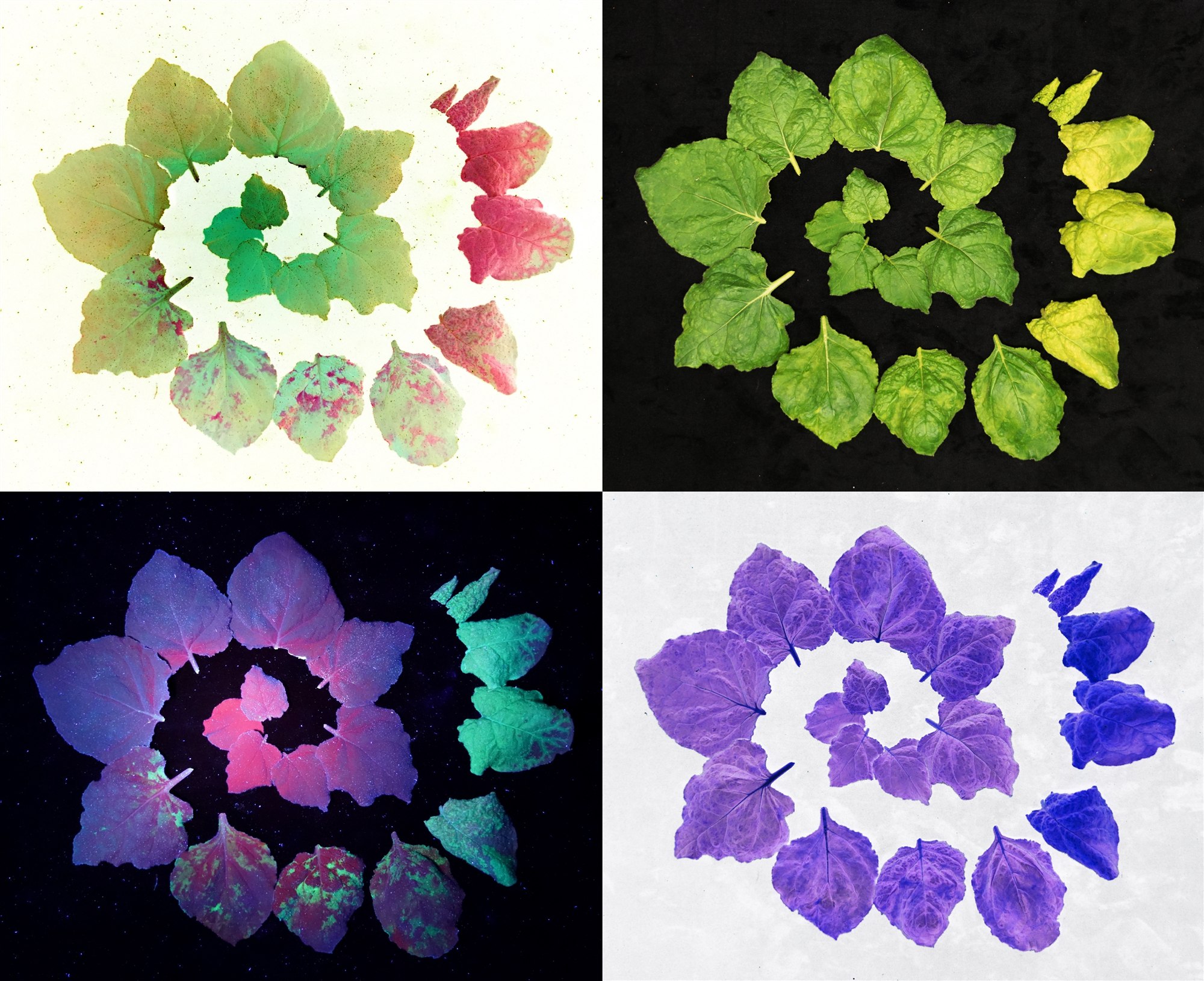 Four-panel spiral arrangement of plant leaves showing a gradient of virus infection under visible and ultraviolet light